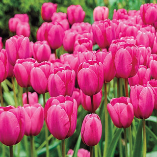 Pink Impression Tulip Seeds